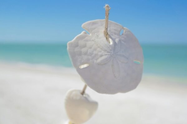 Sand Dollar Sxm Sand Dollar on the beach. Home massage sint Maarten