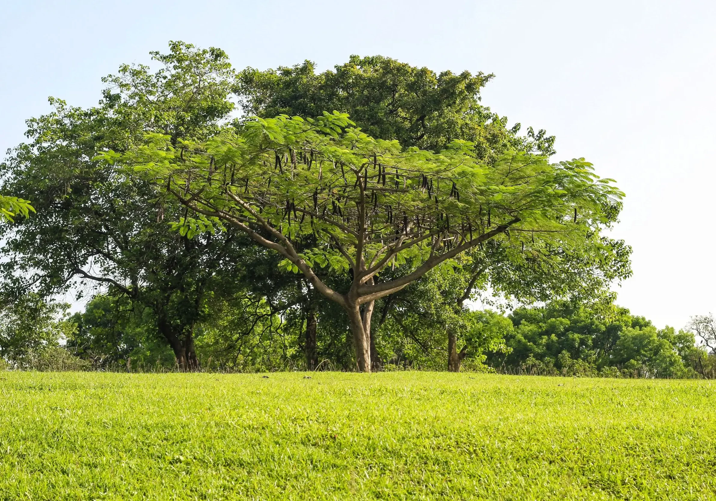 Moringa tree in a field, in St Maarten