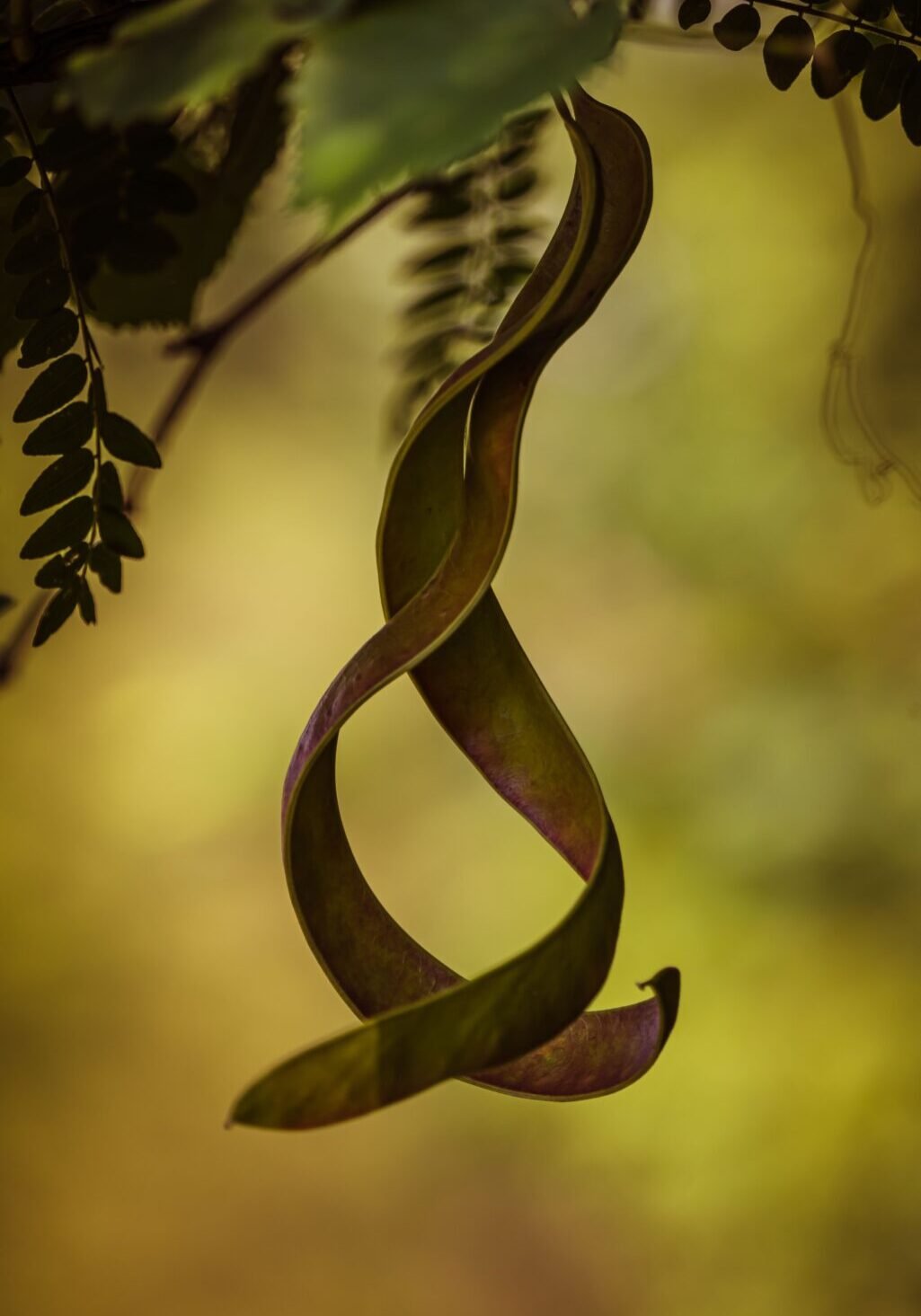 Moringa tree of life St Martin
